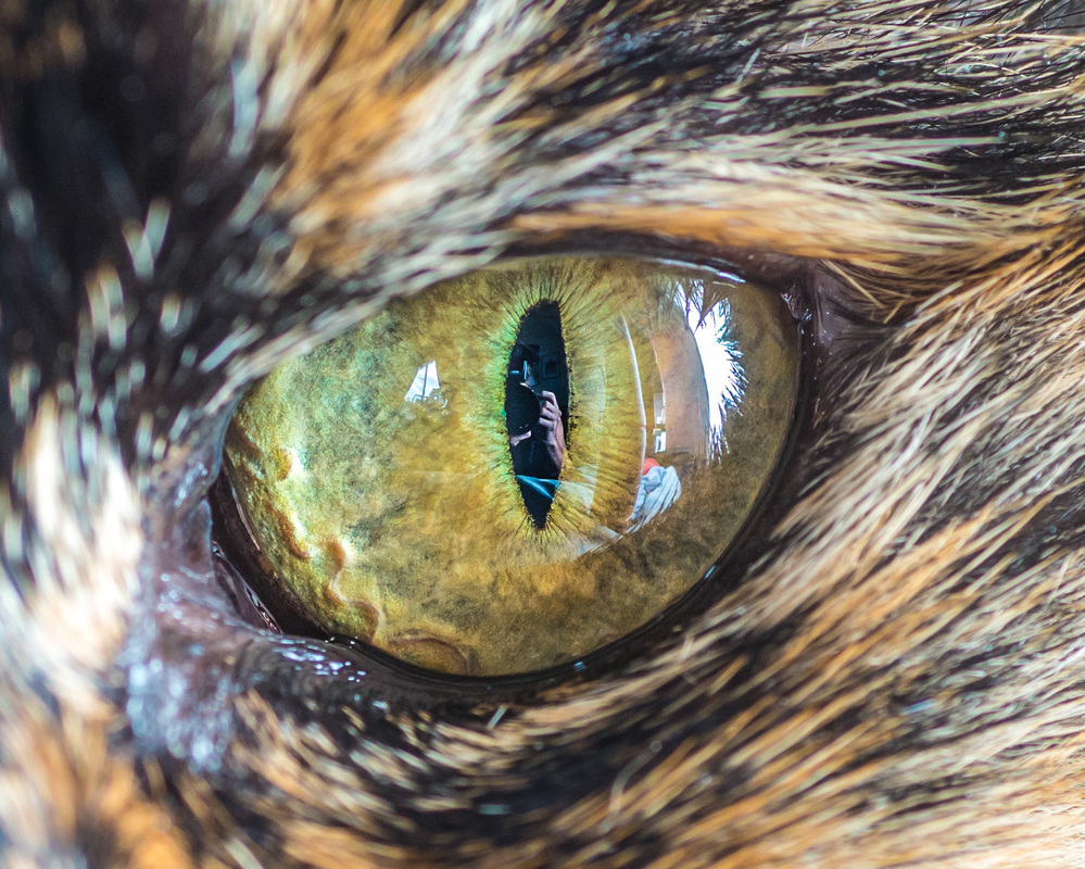 stunning-macro-photo-of-cat-eyes-by-andrew-marttila-11