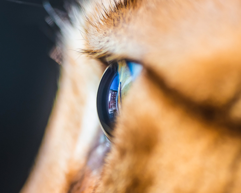 stunning-macro-photo-of-cat-eyes-by-andrew-marttila