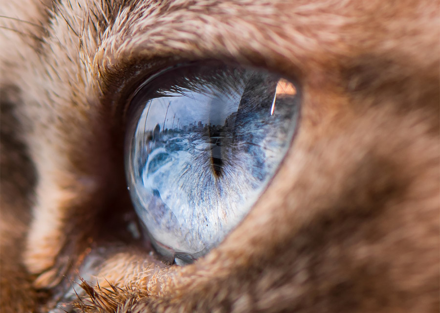 stunning-macro-shots-of-cat-eyes-by-andrew-marttila