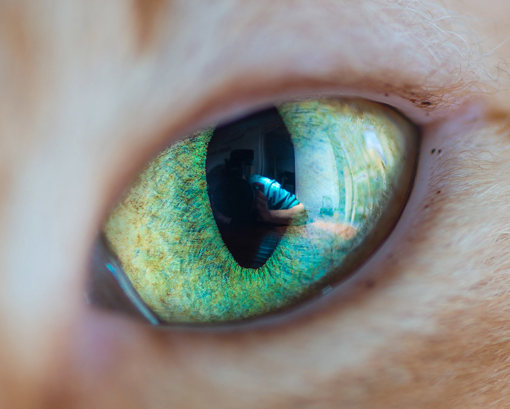 wonderful-macro-shots-of-cat-eyes-by-andrew-marttila-77