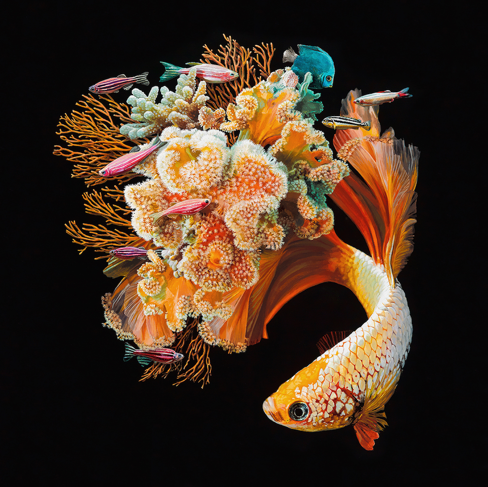 lisa-ericson-hyperrealistic-depictions-of-fish-merged-with-their-coral-environments-99