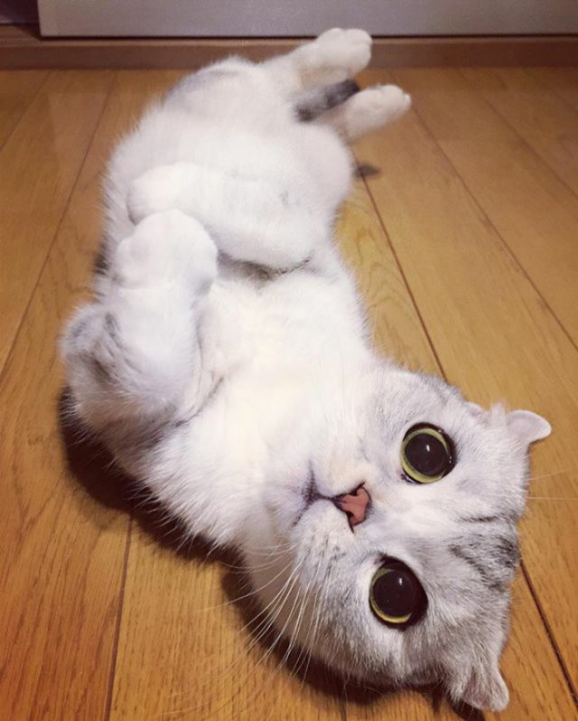 Meet Hana, A Japanese Kitty With The Most Beautiful Eyes 