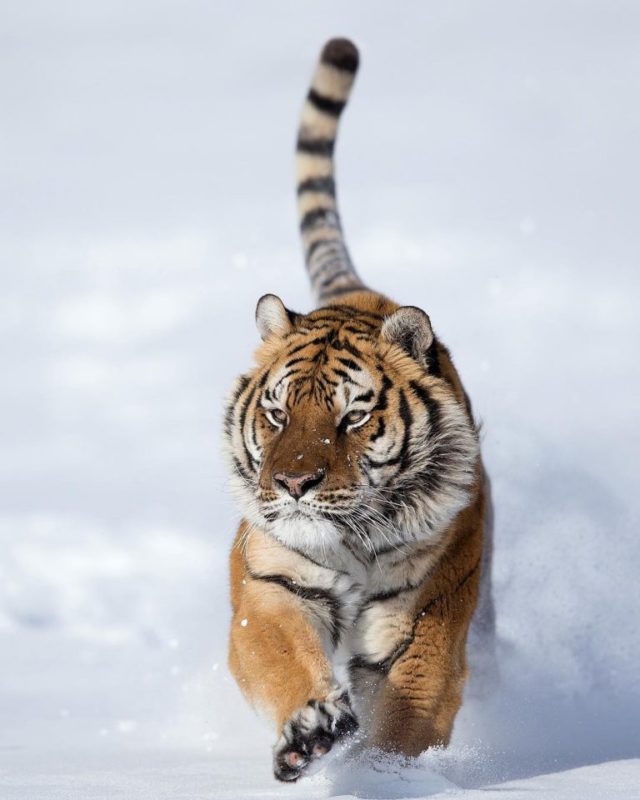 Wonderful Close-Up Portraits of Wild Animals by Serhat Demiroglu ...