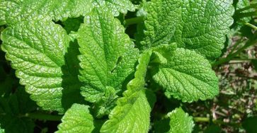 Why You Should Grow Lemon Balm In Your Garden