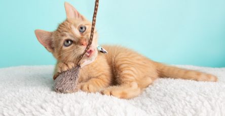 Diy Cat Toy Ideas